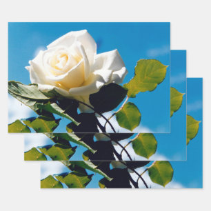 White rose under blue sky wrapping paper sheet