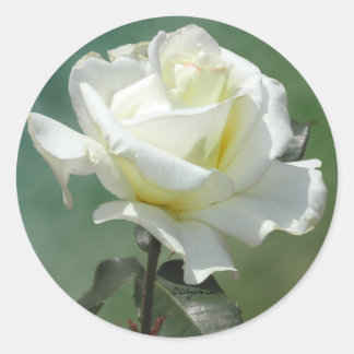 White Rose Wedding Envelope Seal Stickers