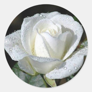 White Rose with Dew Classic Round Sticker