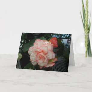 White Rose with Pink Edge Card