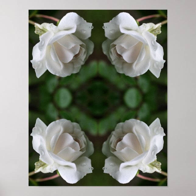 White Rose With Raindrops Abstract Poster (Front)