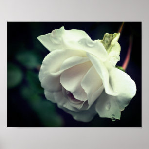 White Rose With Raindrops Floral Poster
