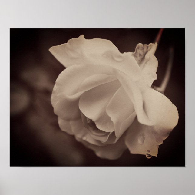 White Rose With Raindrops In Vintage Sepia Poster (Front)