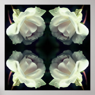 White Rose With Raindrops Mirror Abstract Poster
