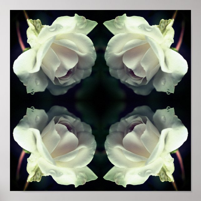 White Rose With Raindrops Mirror Abstract Poster (Front)