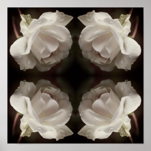 White Rose With Raindrops Mirror Abstract Vintage Poster
