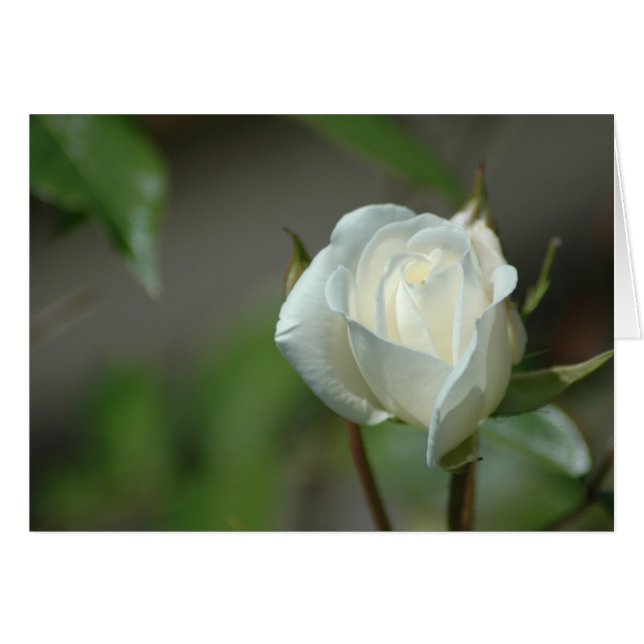 White Rosebud (Front Horizontal)