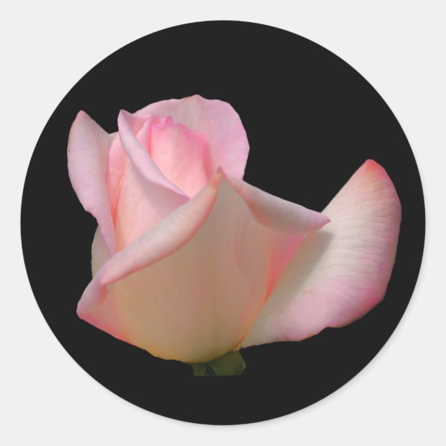 White Rosebud Flower  Classic Round Sticker (Front)