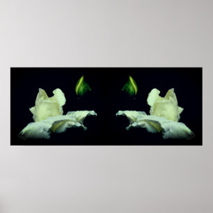 White Rosebud Flower Mirror Abstract Poster