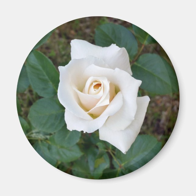 white rosebud magnet (Front)