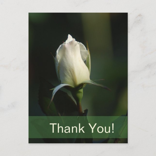 White Rosebud Postcard (Front)