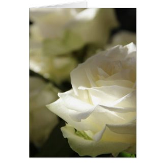 White roses