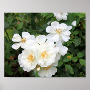 White Roses 9158 Poster