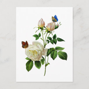 White Roses and Butterflies by Redoute Postcard