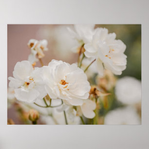 White Roses Floral Botanical Nature Photograph Poster
