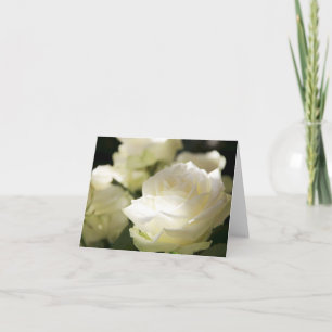 White Roses in Sunlight Blank Card