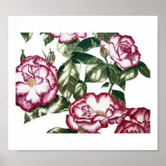 White Roses No2 Poster
