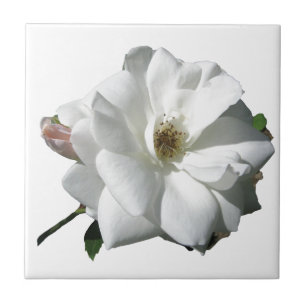 White Roses Party Shower Wedding Blossoms Destiny Tile