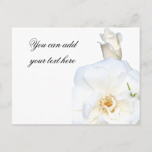 White Roses_ Postcard