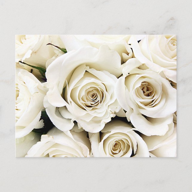 White Roses Postcard (Front)