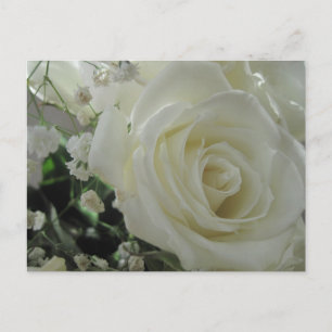 White Roses Postcard