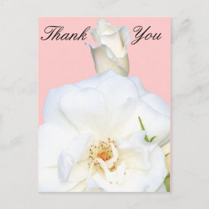 White Roses_ Postcard
