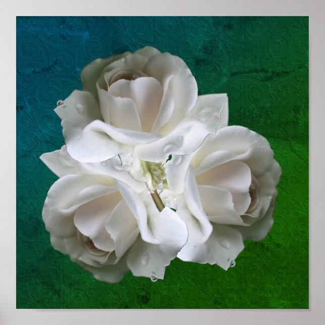 White Roses With Raindrops Bouquet Poster (Front)