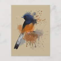 White Rumped Shama Bird