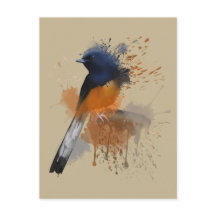 White Rumped Shama Bird