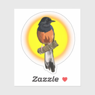 White rumped Shama bird Sticker