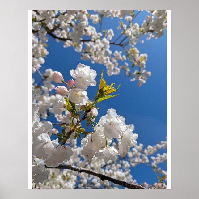 White Sakura H.G. Poster (Front)