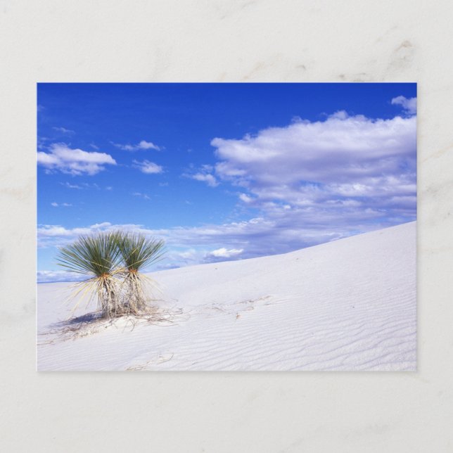 White Sands NM, New Mexico, USA Postcard (Front)