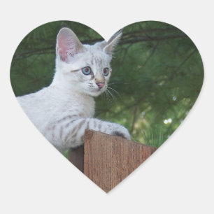 White Savannah Cat Heart Sticker