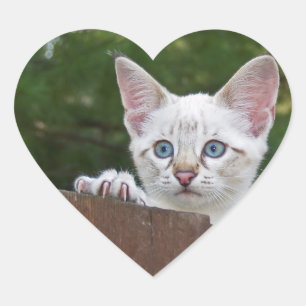 White Savannah Cat Heart Sticker