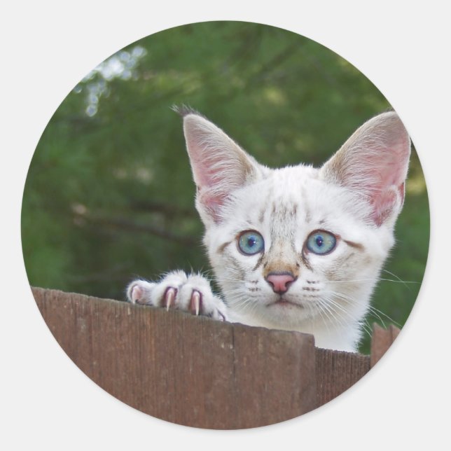 White Savannah Cat Round Sticker (Front)