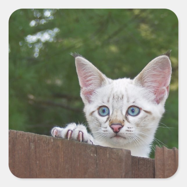 White Savannah Cat Square Sticker (Front)