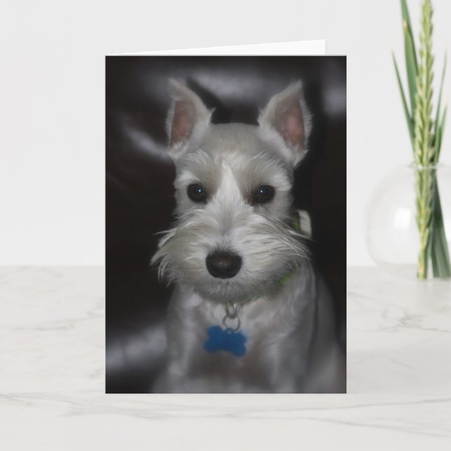 White Schnauzer Puppy Sweet Face Card (Front)