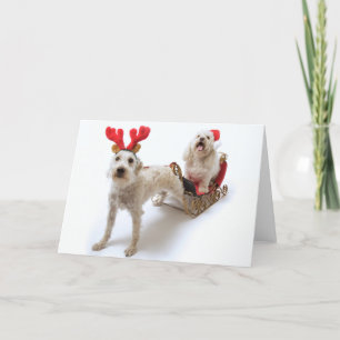 white schnoodle standing with red christmas holiday card
