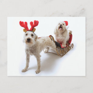 white schnoodle standing with red christmas holiday postcard