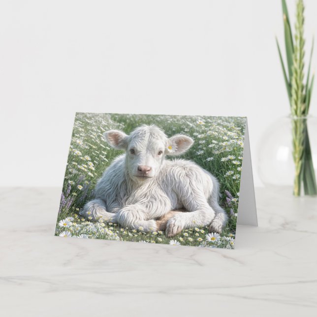 White Scottish Highland Calf Birthday Card (Front)