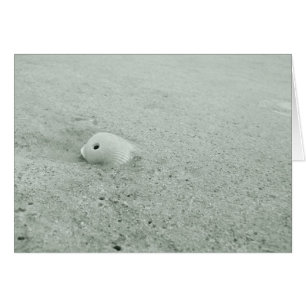 White Sea Shell On Sandy Beach
