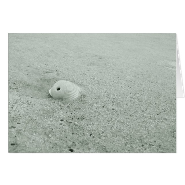 White Sea Shell On Sandy Beach (Front Horizontal)