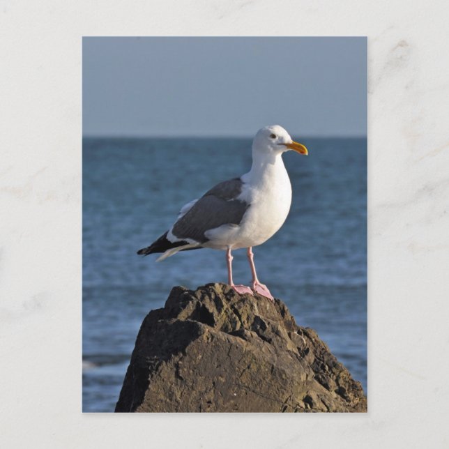 White seagull and ocean postcard (Front)