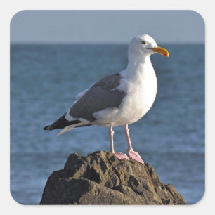 White seagull and ocean square sticker