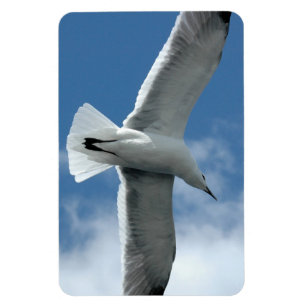 White seagull flying Flexi Magnet
