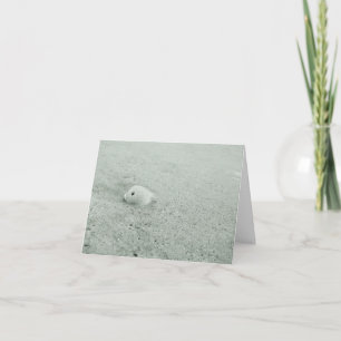 White Seashell On White Sandy beach Card