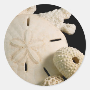 White Seashells And Sand Dollar Classic Round Sticker