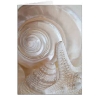 White Seashells Starfish Tropical Beach Sea Shells