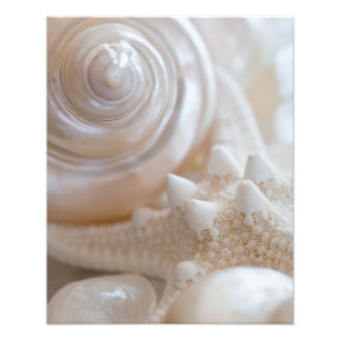 White Seashells Starfish Tropical Beach Sea Shells Photo Print