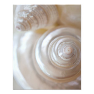 White Seashells Tropical Beach Sea Shells Coastal Photo Print